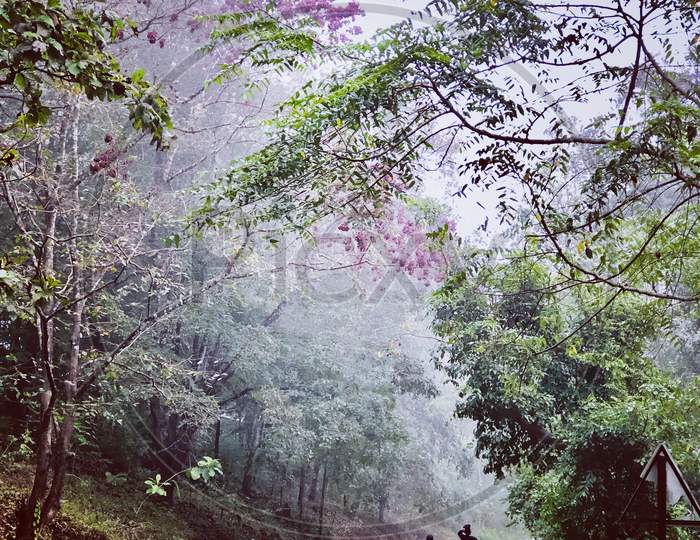 Morning walk in dandeli forest