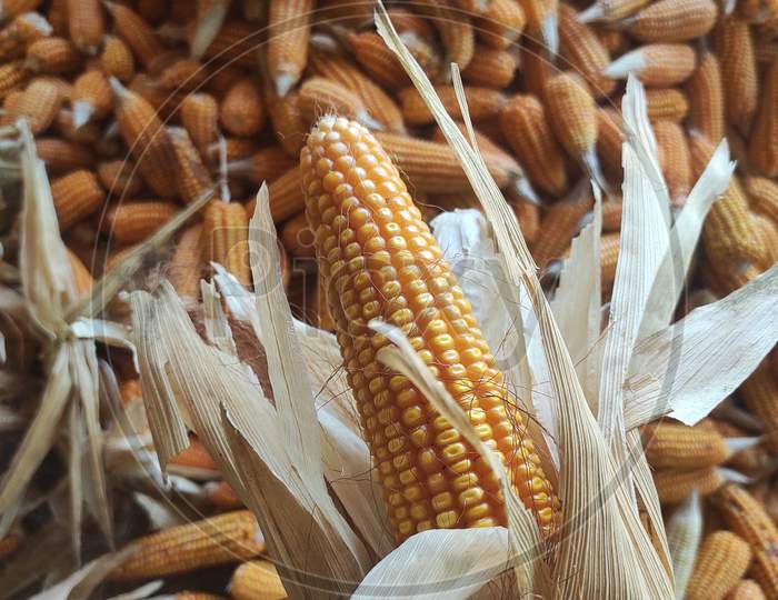Corn....activity  on farmimg..natural food