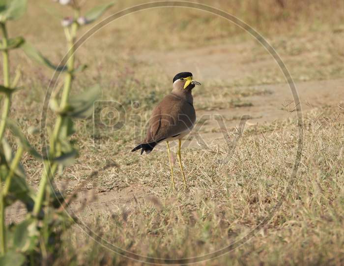 Indian Birds _ Yellow Wattled Lapwing