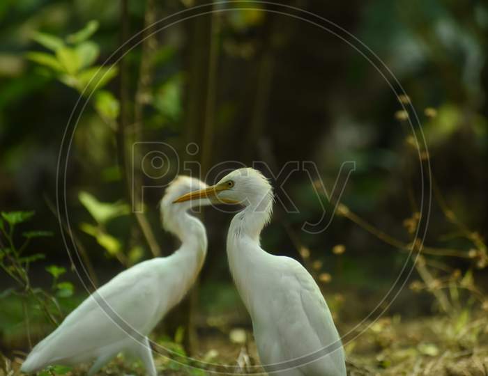 Egrets (White Egrets Birds) That Live Freely In Nature. Mainly In India.