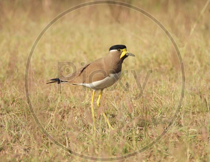Indian Birds _ Yellow Wattled Lapwing