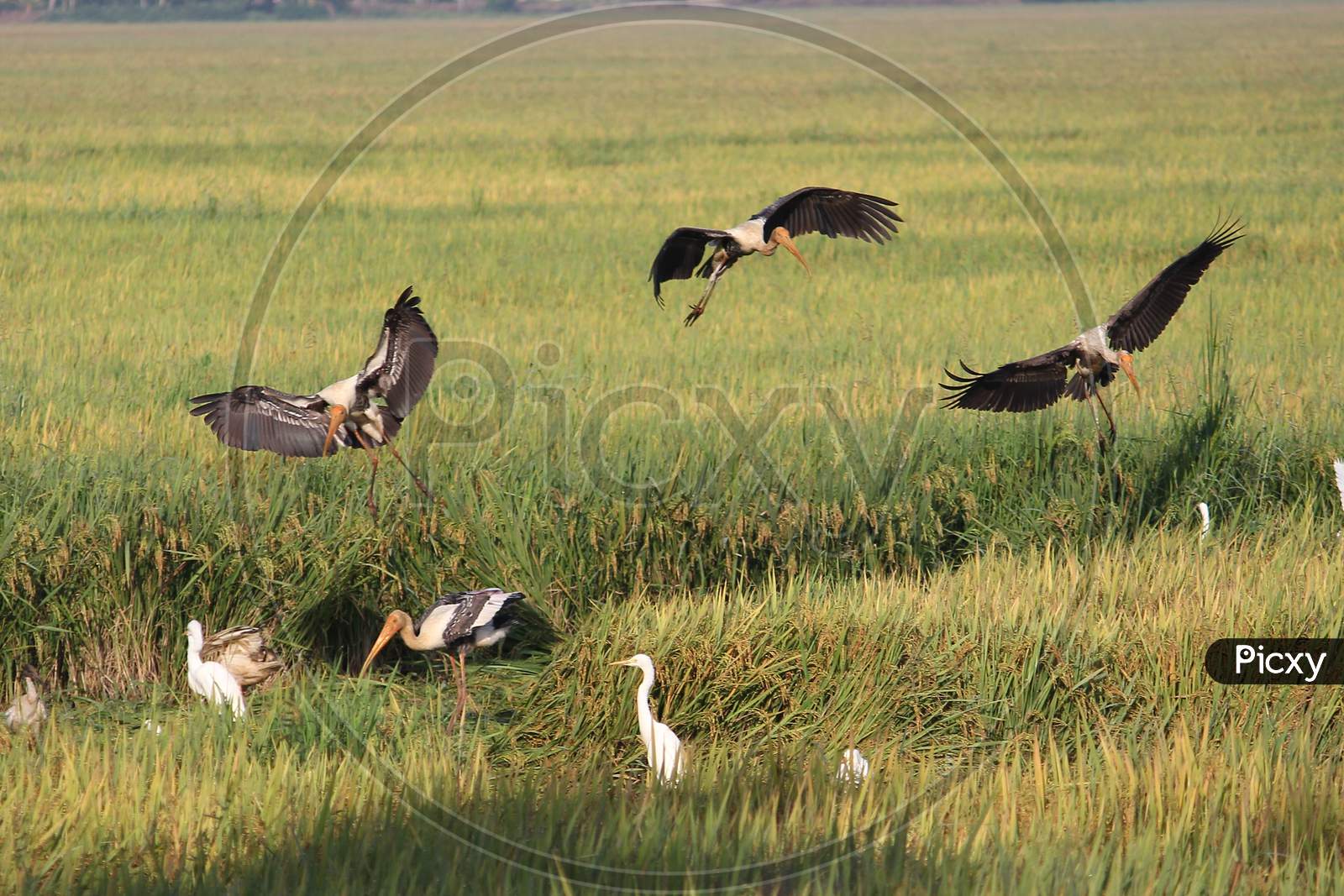 Painted storks landing in a paddy field