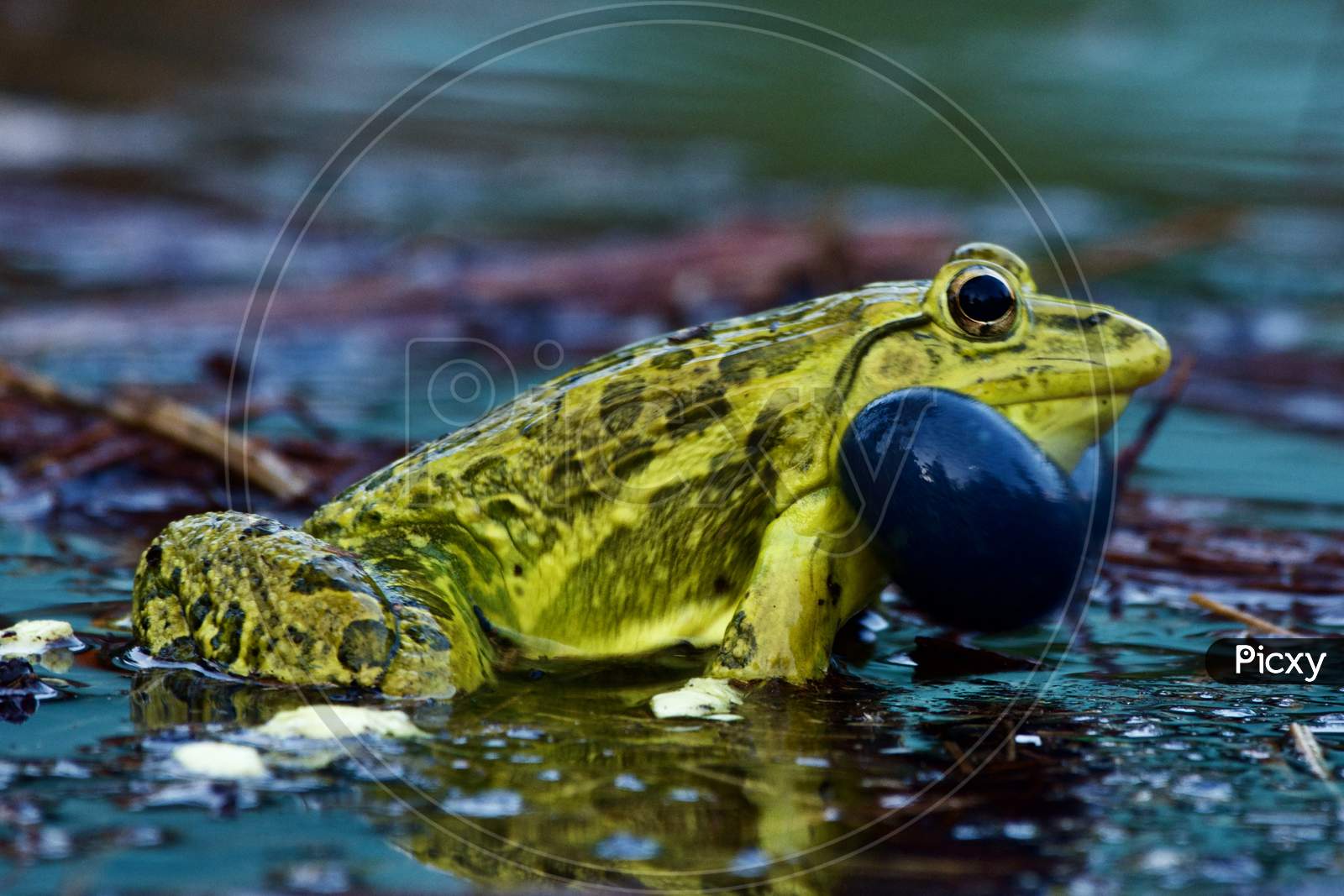 Indian Bull Frog Calling for Mating