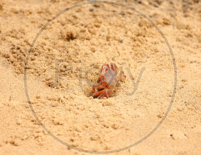 Red crab and sand
