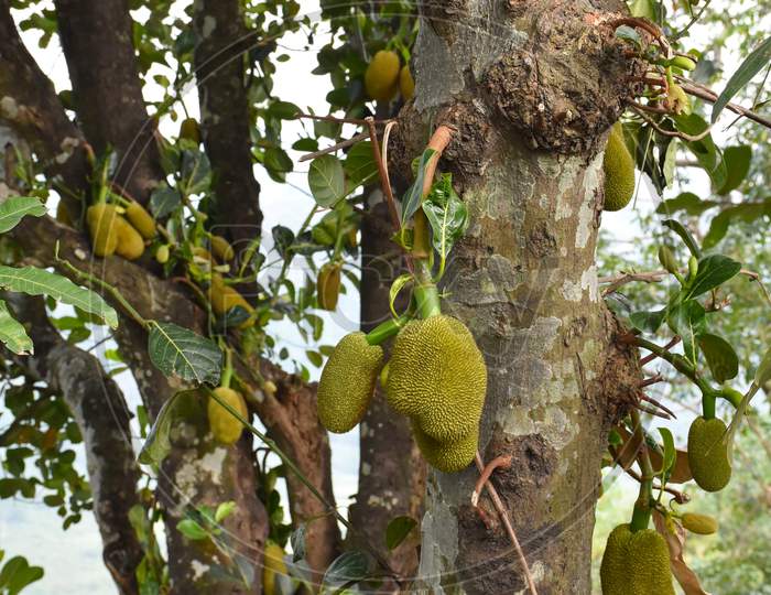 Jack-Fruit Hanging From Its Tree .