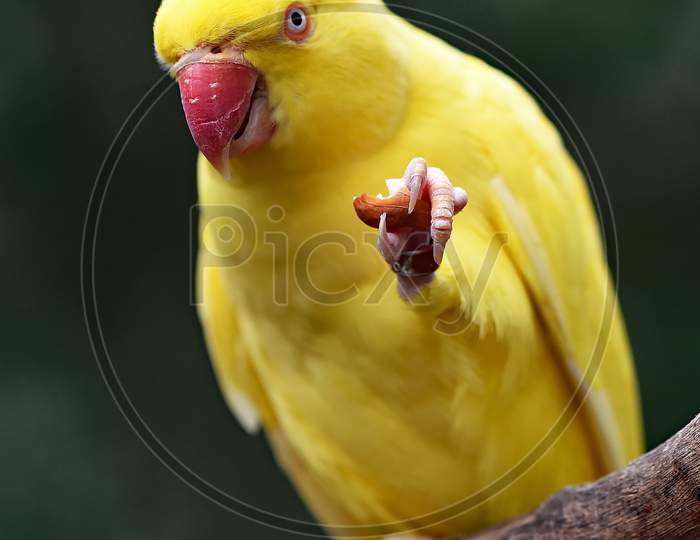Yellow Alexander parrot