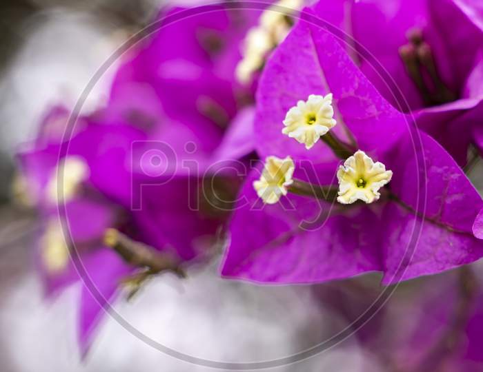 Purple Flowers Of Bougainvillea Spectabilis On Blur Background ( Bokeh ). Close Up Shot Of Purple Flower Bougainvillea.