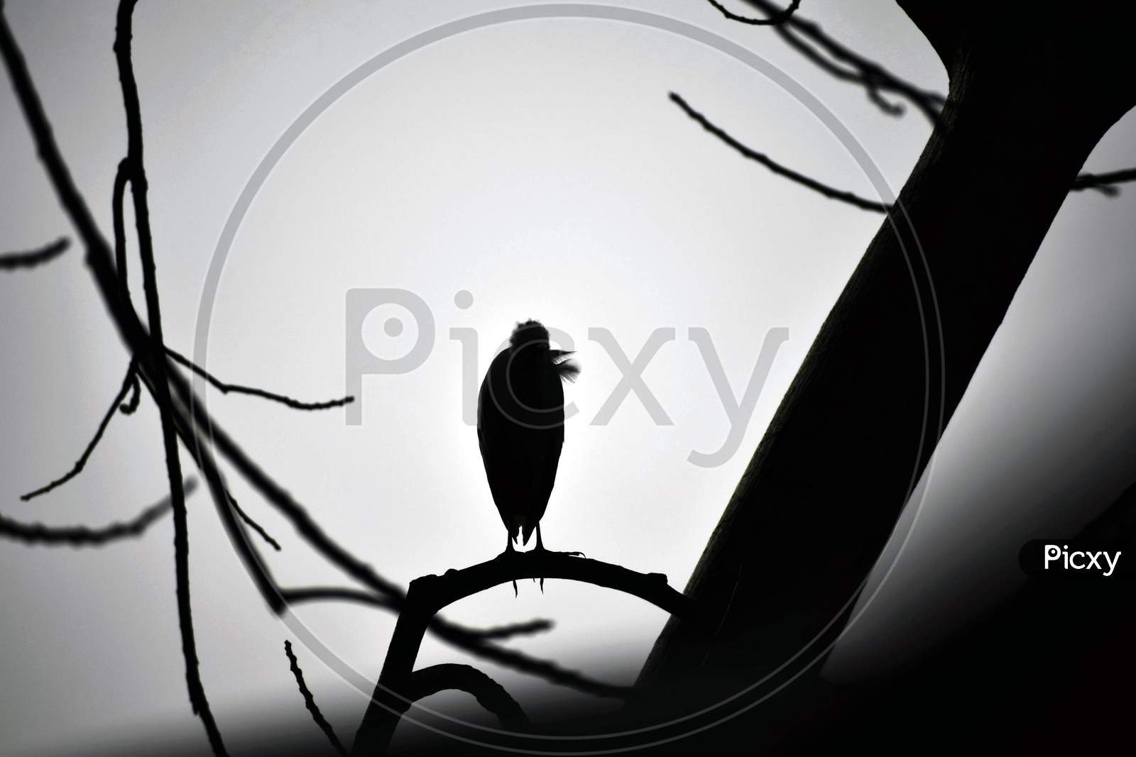 Black Shadow Of A Bird Sitting On A Tree Branch Isolated On White Background