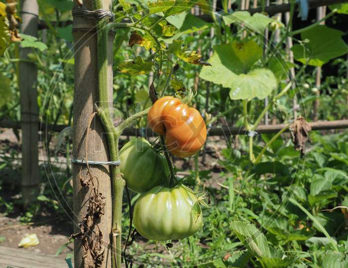 Tomato Plant In Vegetable Garden