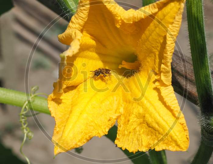 Bee Insect Animal On Courgette (Aka Zucchini) Flower