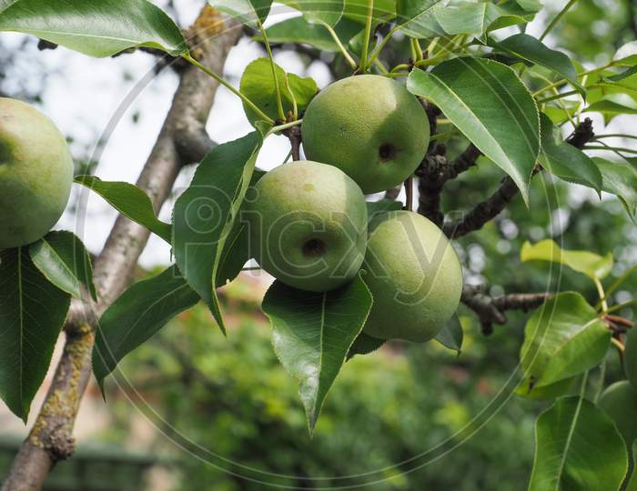 Green Pear Fruit Food