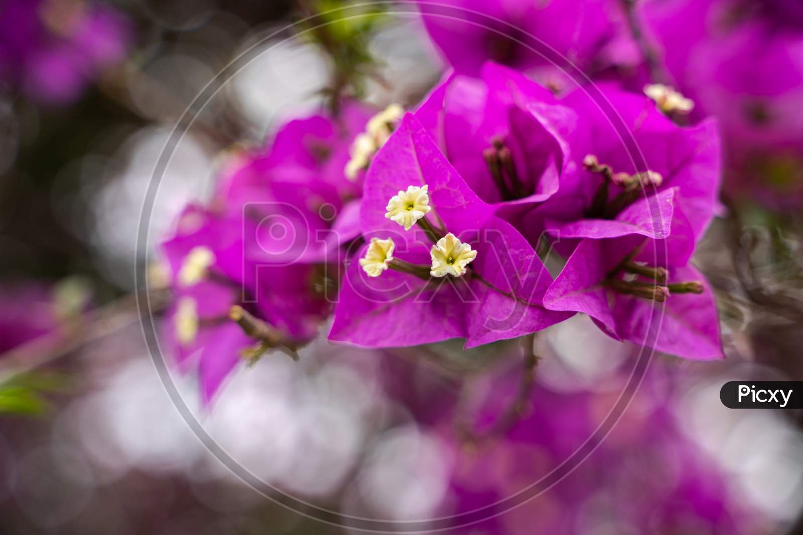Purple Flowers Of Bougainvillea Spectabilis On Blur Background ( Bokeh ). Close Up Shot Of Purple Flower Bougainvillea.
