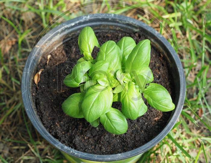 Basil (Basilicum) Plant In A Pot