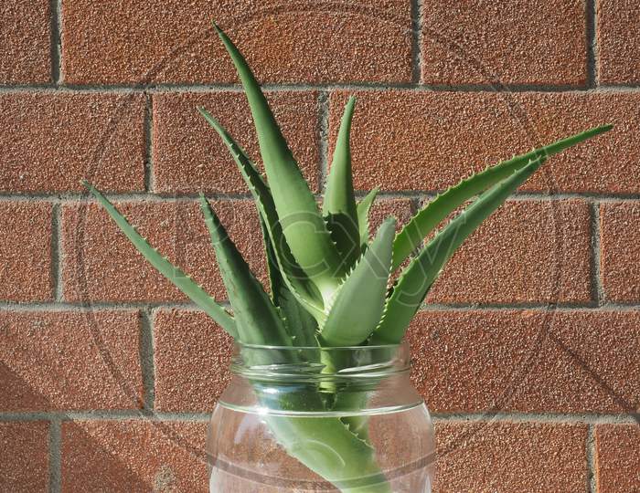 Aloe Vera Plant Cutting
