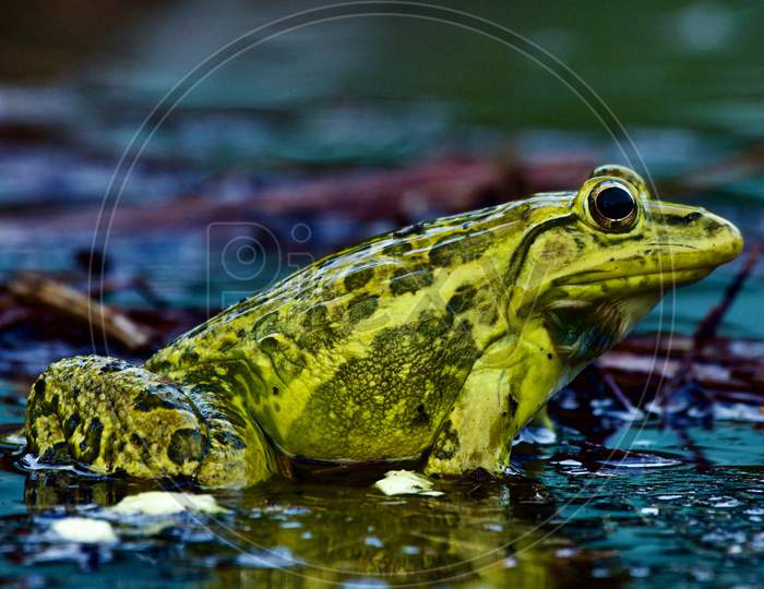 Indian Bull Frog in Mating Season