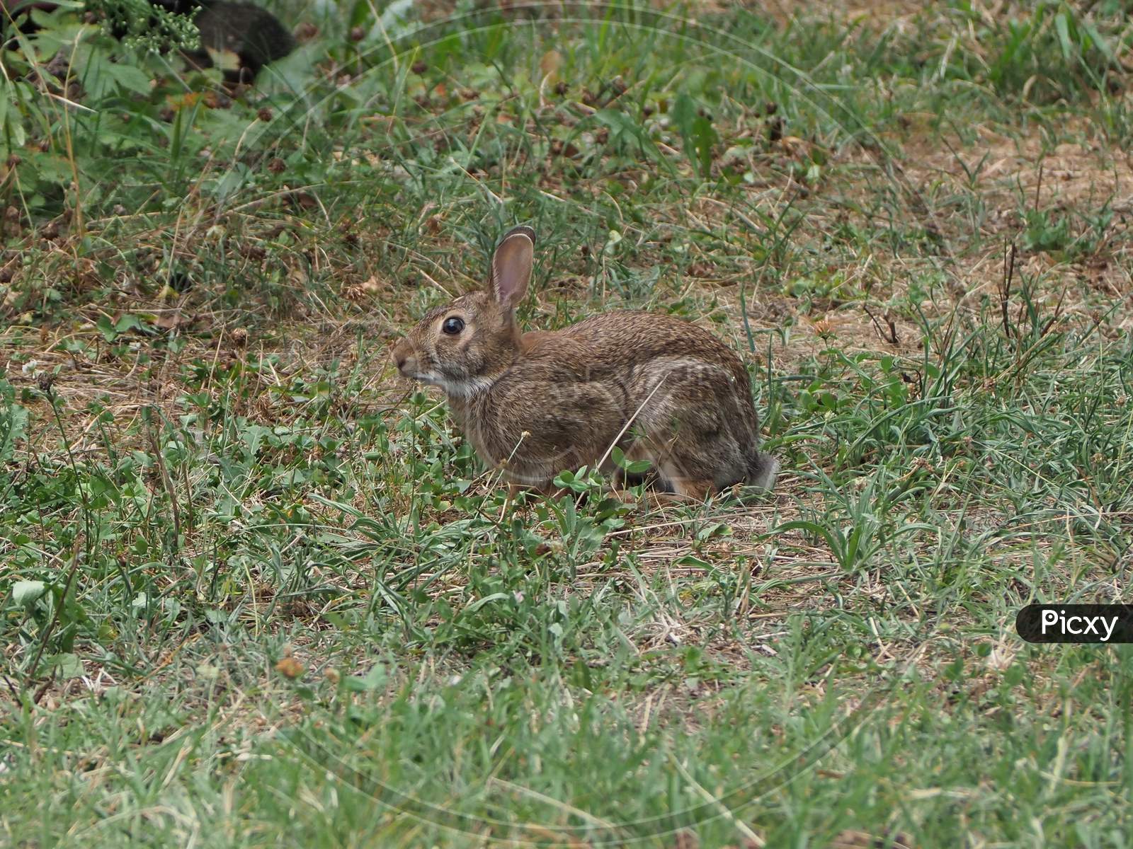 Hare Mammal Animal