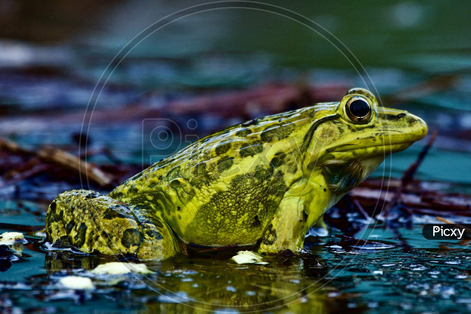 Indian Bull Frog in Mating Season