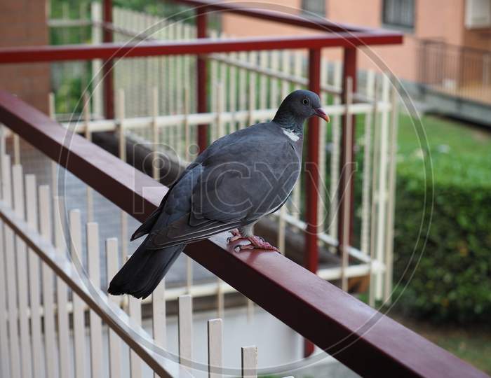 Wood Pigeon Bird Animal