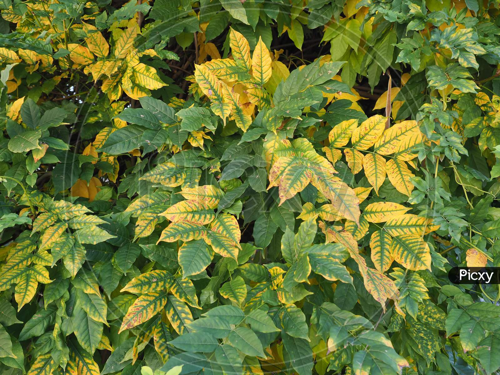 Wisteria Plant (Wysteria) Leaves