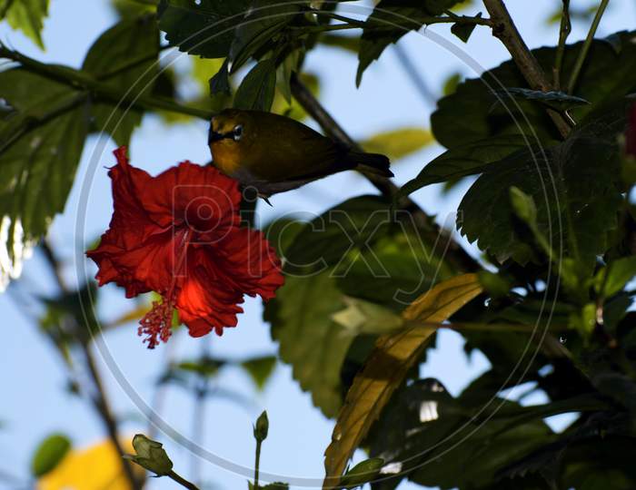 Beautiful Picture Of Red Flower And Bird Is Sitting On It