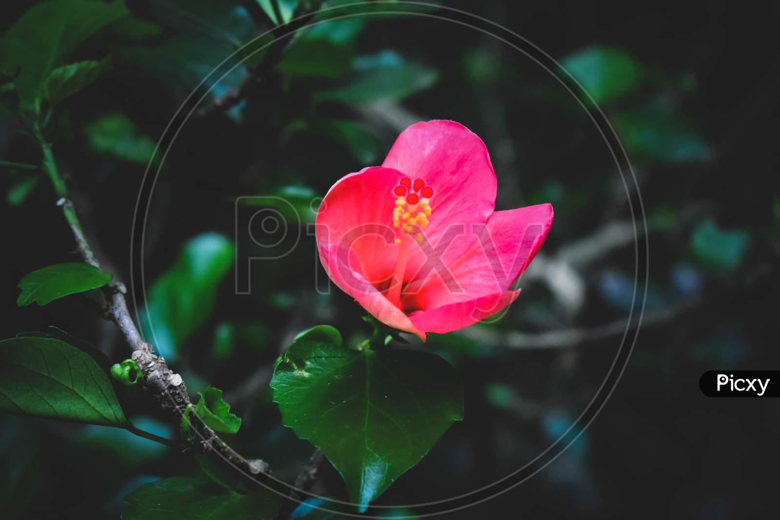 Small Young Hibiscus Flower With Pollen Grains And Green Leaves