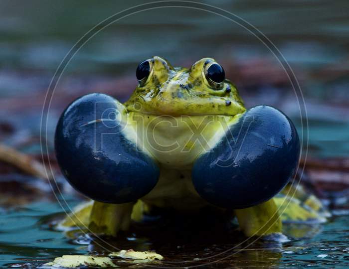 In full mood, Indian Bull frog for mating
