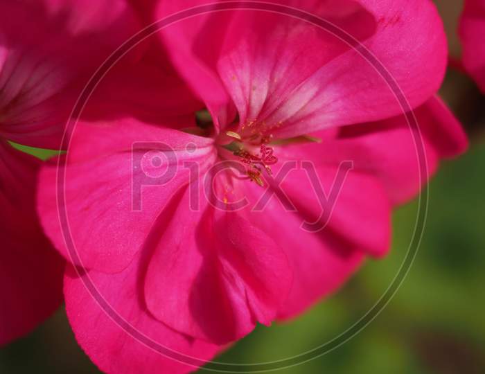 Geranium Plant (Geraniales) Pink Flower