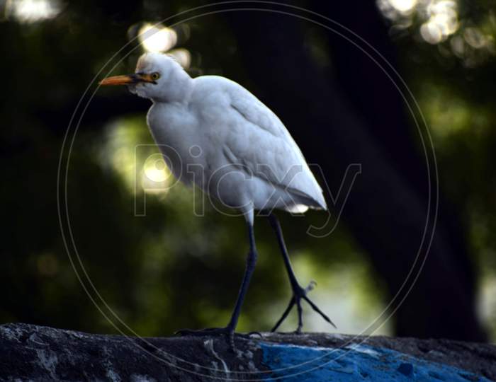 Black Shadow Of A White Bird On A Wall. Background Blur