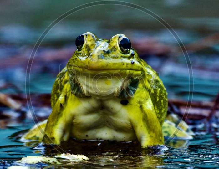 Indian Bull Frog with Sacs