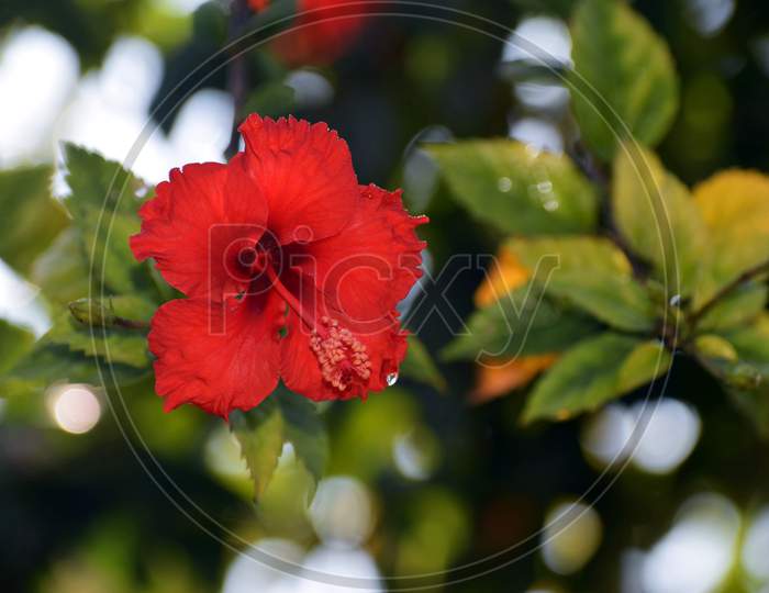 Beautiful Picture Of Red Flower And Green Leaf On Background