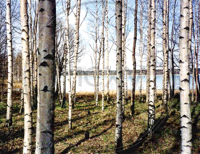 Birch Trees In Finland