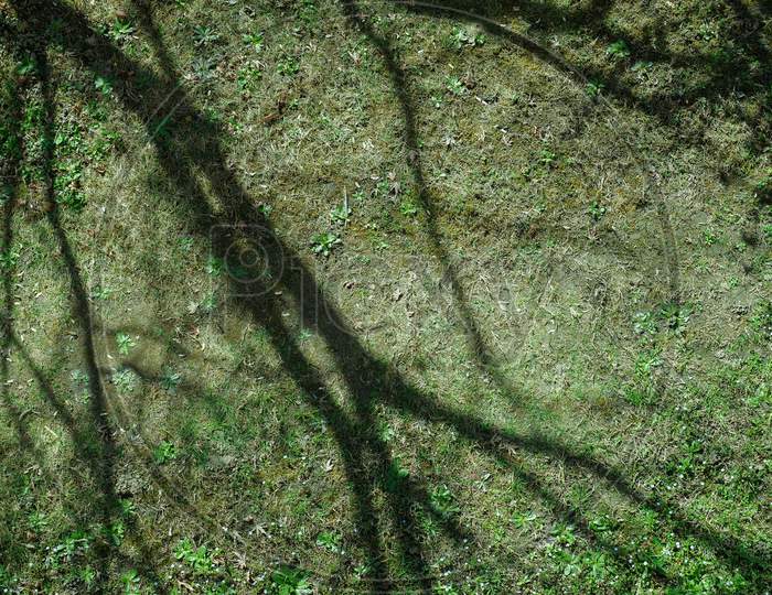 Tree Shadow On Grass