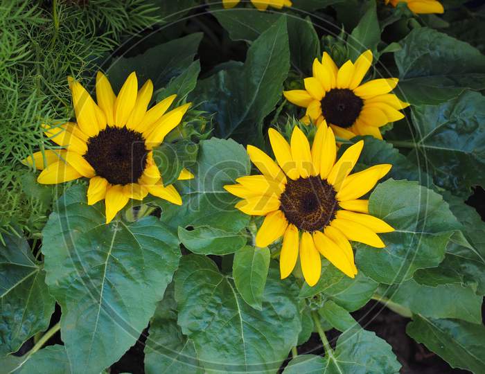 Yellow Sunflowers (Helianthus Annuus)
