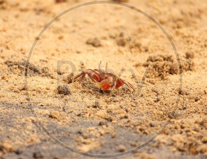 Red crab and sand