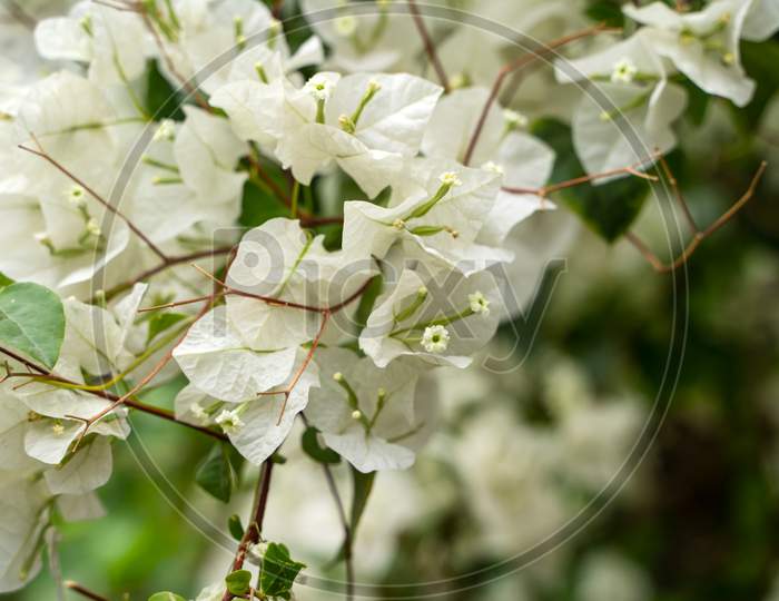 White Flowers Of Bougainvillea Spectabilis. Closeup Shot Of White Flower Bougainvillea.