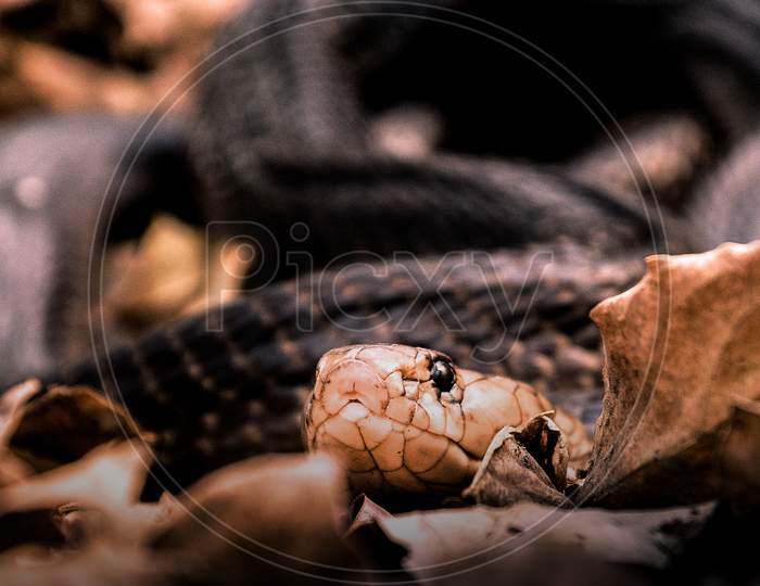 Indian Cobra ,venomus snake