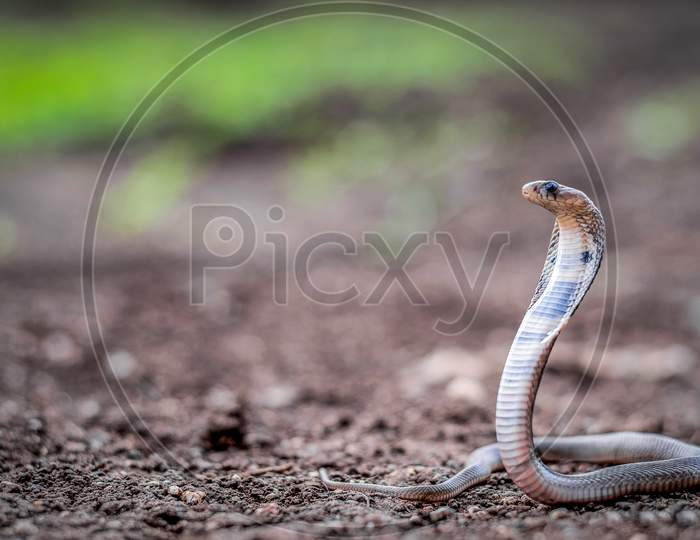 baby cobra snake,venomus snake