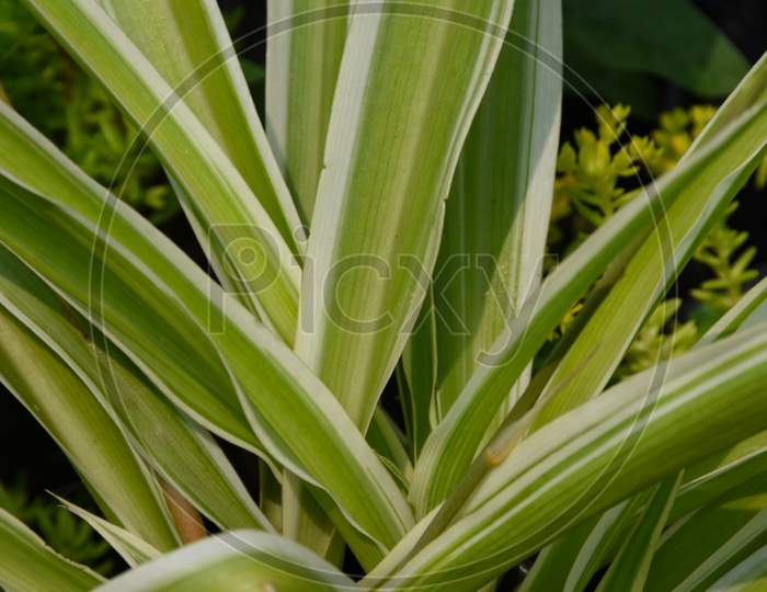 Sansevieria Parva , A Decorative Variegated Green Plant .