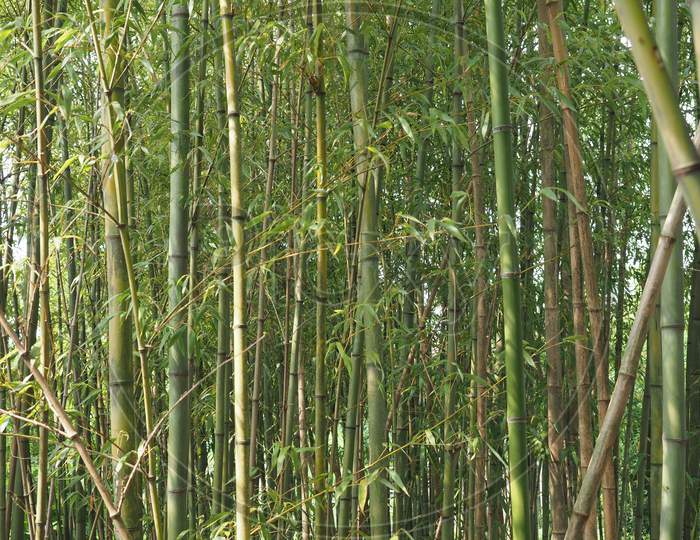 Bamboo Tree (Bambusoideae) Background