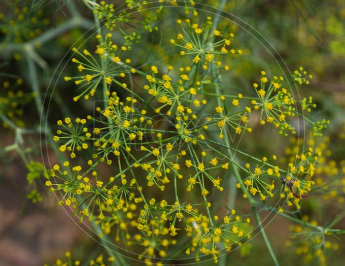 Dill , Spice For Flavouring Food
