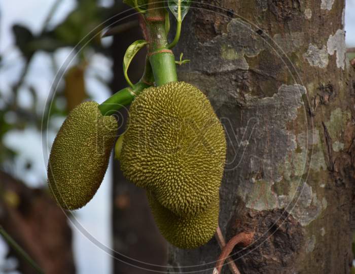 Jack-Fruit Hanging From Its Tree .