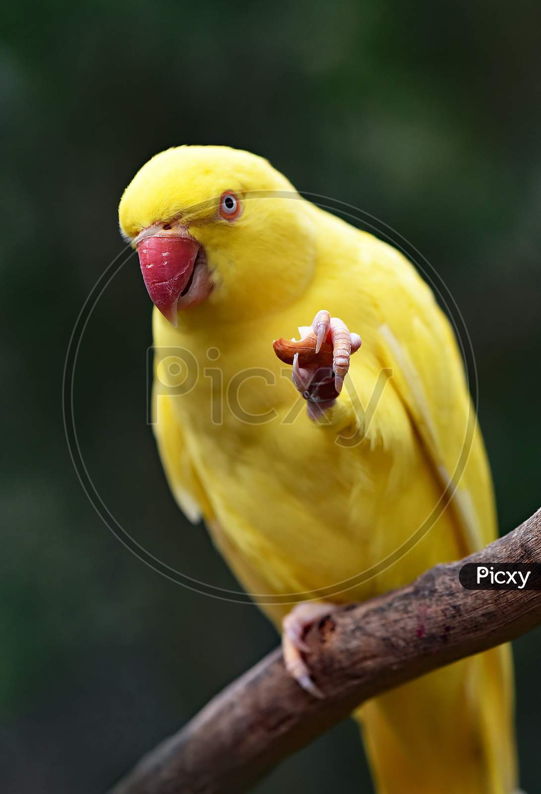 Yellow Alexander parrot