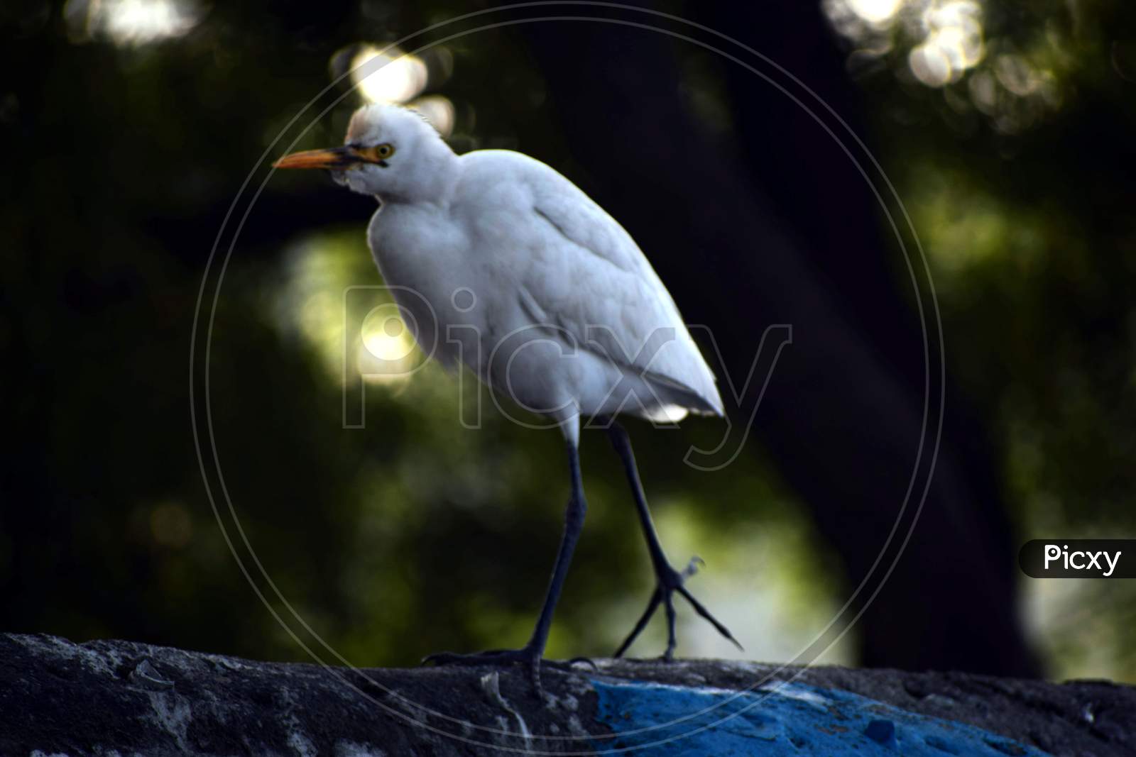 Black Shadow Of A White Bird On A Wall. Background Blur