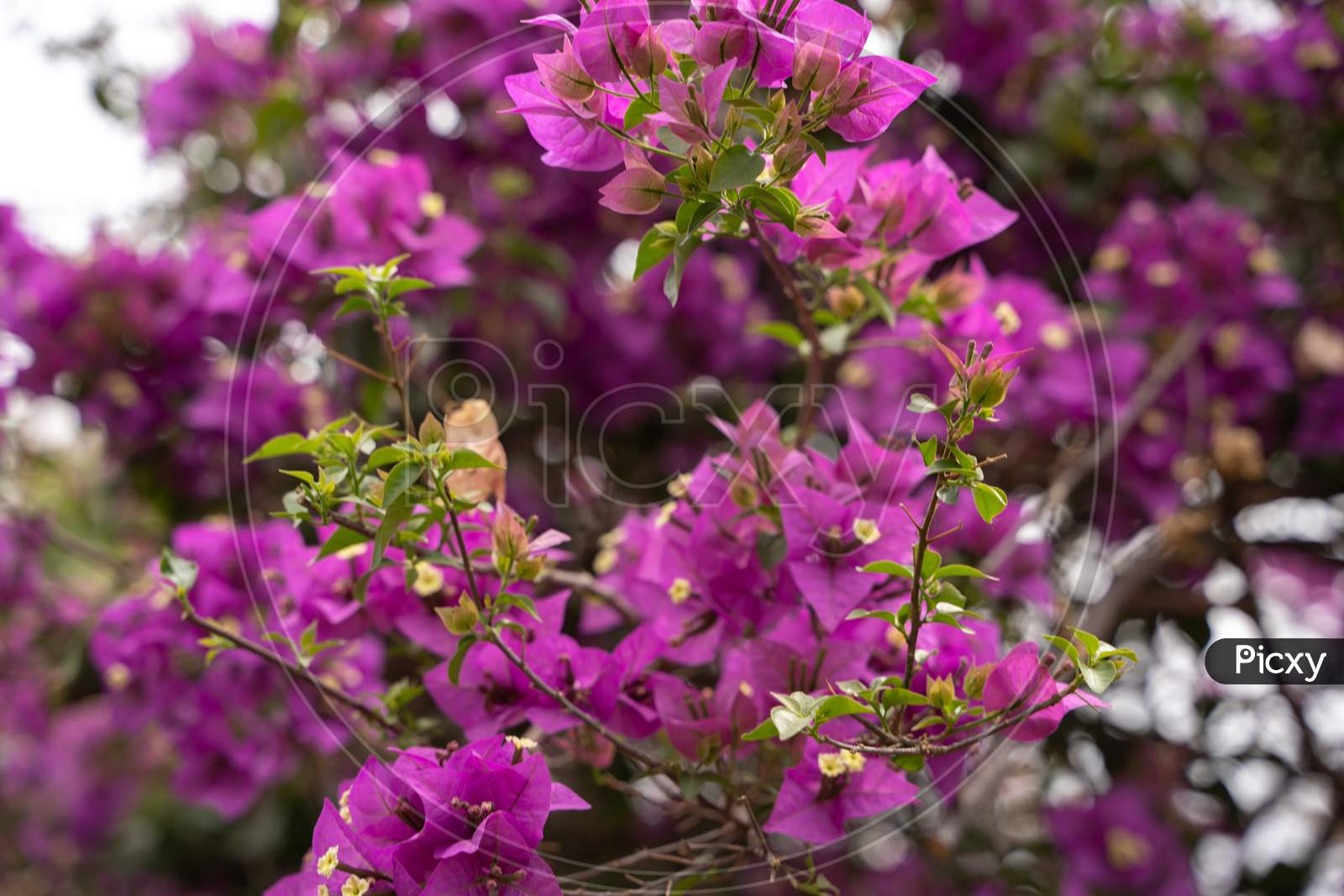 bougainvillea in rainforest