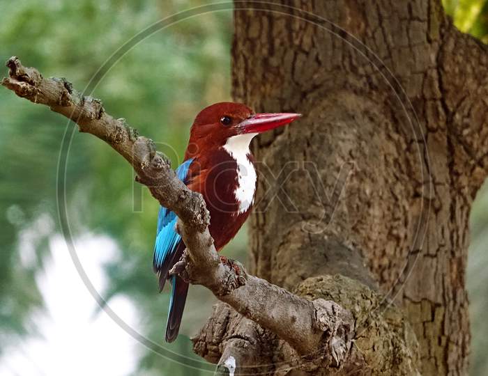 A Beautiful White-throated Kingfisher on a tree branch.