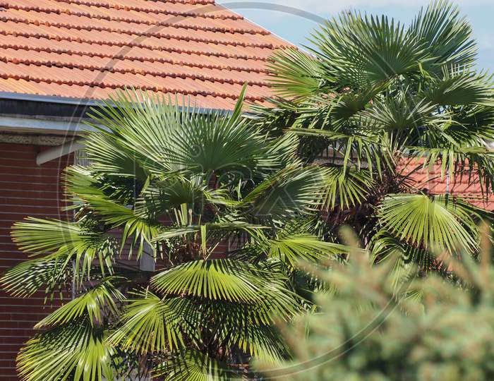 Palm Tree Top