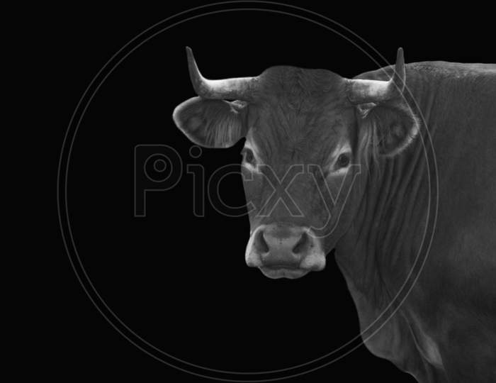 Funny Black Portrait Cow Face