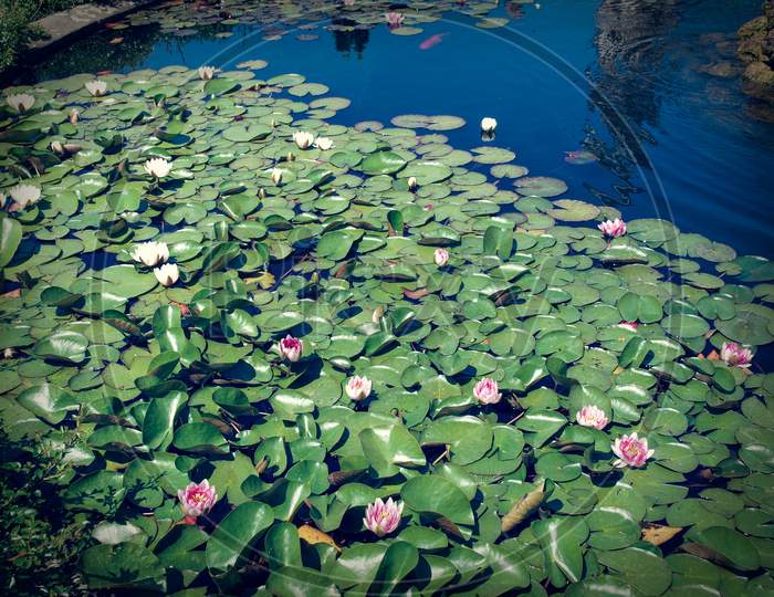 Water Lily Plant (Nymphaea)