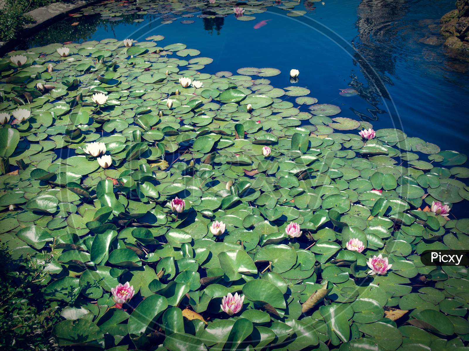Water Lily Plant (Nymphaea)