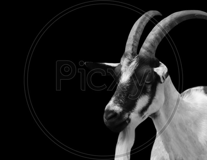 Big Horn Goat Closeup Face In The Black Background